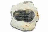 Detailed Hollardops Trilobite Fossil - Ofaten, Morocco #346539-1